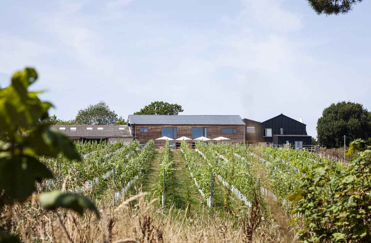 Scenic view of Tillingham Estate vineyard with rolling hills and lush countryside in East Sussex
